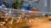 thumbnail of medium Ameisen: in kleinen Schritten zu einer neuen Welt