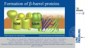 thumbnail of medium Formation of β-barrel proteins